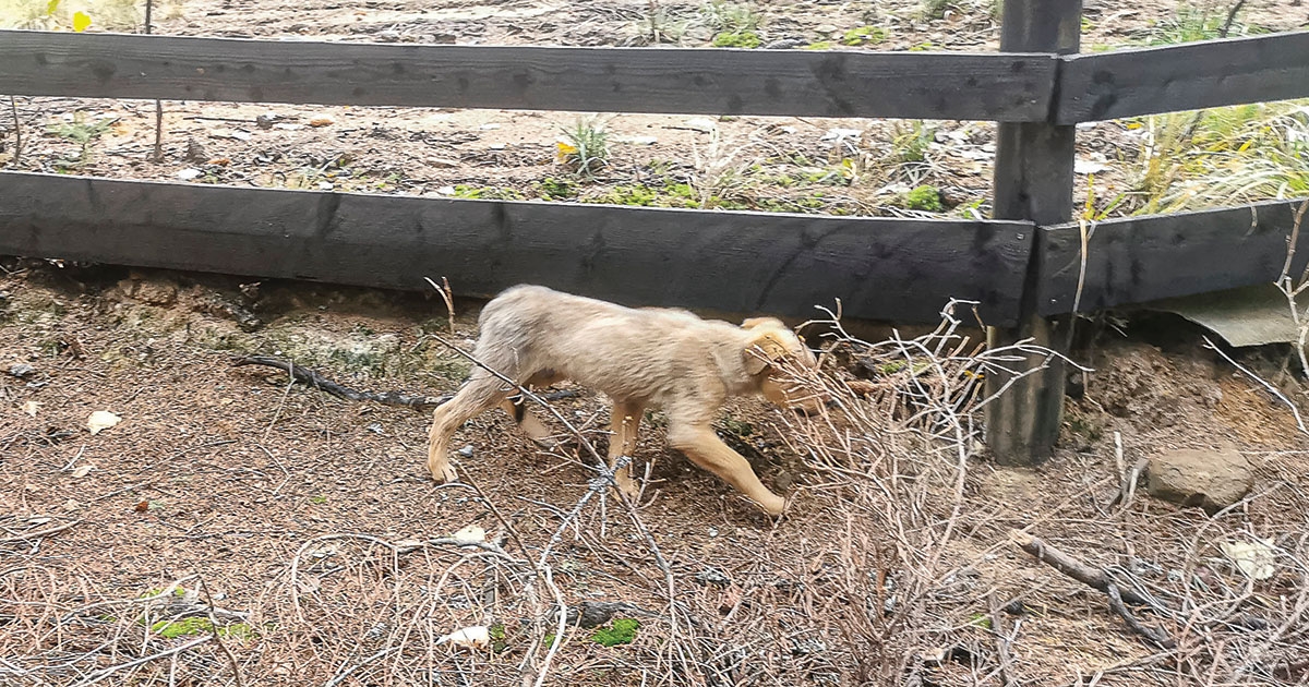 Büdösfürdő rákfenéje